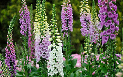 Homöopathie bei Pflanzen