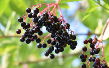 Schwarze Holunderbeeren (Sambucus Nigra)