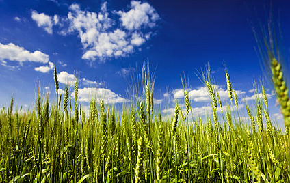 IgG-Nahrungsmittelallergien ganzheitlich behandeln