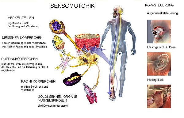 Anatomische Strukturen des neuro-muskulo-skelettalen Systems, Quelle: Fa. Medreflexx, München