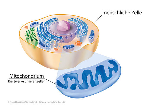 Weniger Energie durch alternde Mitochondrien