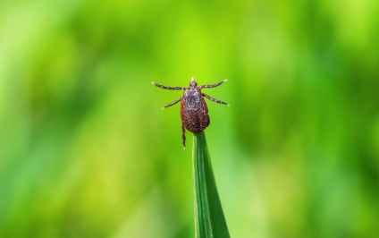 Borreliose ohne Antibiotika