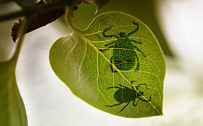 Zwei Zecken auf einem Blatt