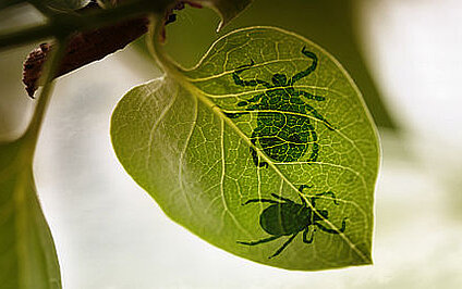 Borreliose & Milieusanierung