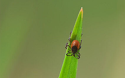 Borreliose ohne Antibiotika