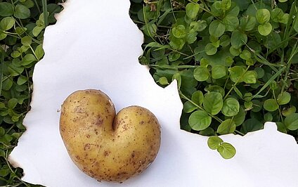 Lebensmittelverschwendung