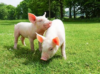 Zwei Ferkel auf einer Wiese Zwei Ferkel auf einer Wiese