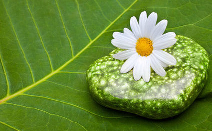 Gänseblümchen und seine Heilwirkung