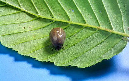 Borreliose und Entgiftung