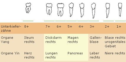 Zahnschema Bezuge Zwischen Zahnen Und Organen