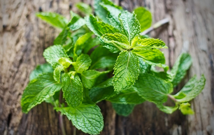 Frische Minze auf altem Holzhintergrund 