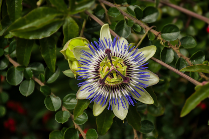 Passiflora bei Migräne