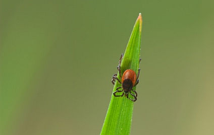 Borreliose Borreliose