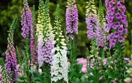 Homöopathie bei Pflanzen Homöopathie bei Pflanzen