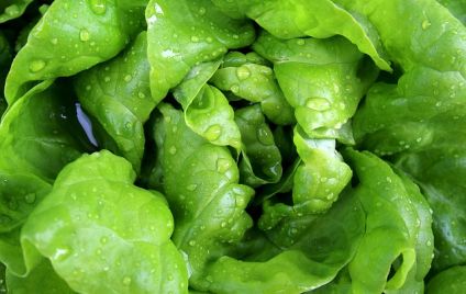 Blattsalat oder Feldsalat mit Apfeldressing