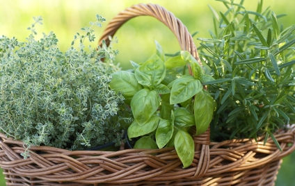 Korb mit Kräutern Korb mit Kräutern