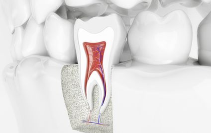 Zahnschema Bezuge Zwischen Zahnen Und Organen