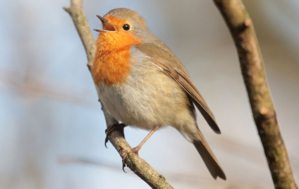 Waldgeräusche erhellen das Gemüt